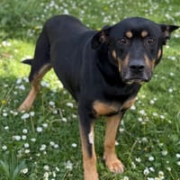 Toner CAA15183, chien à adopter