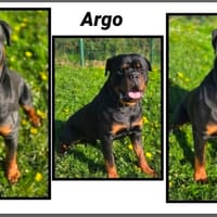 ARGO, chien à adopter