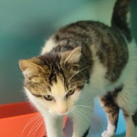 Caline, chatte à adopter