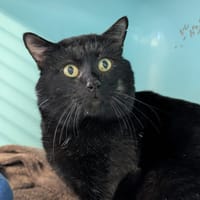 ALBATOR, chat à adopter