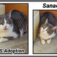 SANAE, chatte à adopter