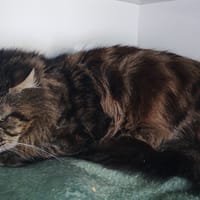 SHERLOK, chat à adopter