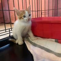 SOUK, chat à adopter