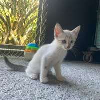 MOUSSE (réservée), chatte à adopter