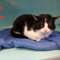 Emile, chat à adopter