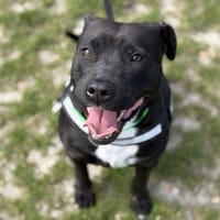 GINGER, chienne à adopter