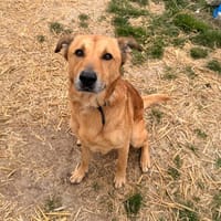 Bobby, chien à adopter