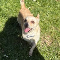 JOSETTE PAA24203, chienne à adopter