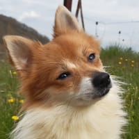 Kewpie, chienne à adopter