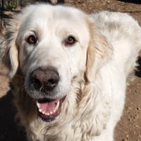 Patty, chienne à adopter