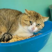 Binibou, chat à adopter