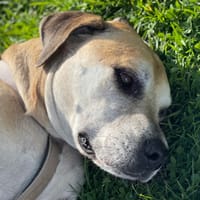 Milka, chienne à adopter