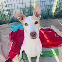 MAYA, chienne à adopter