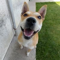 AKITA, chienne à adopter
