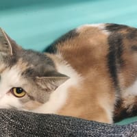 TRICO DILUE, chatte à adopter