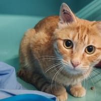 ROUX, chat à adopter