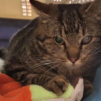 FRED, chat à adopter