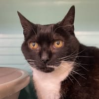 PRUNE, chatte à adopter