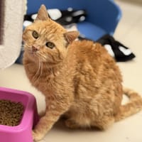 Angelo CAB5328, chat à adopter