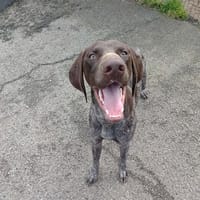 Atom, chien à adopter