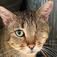 Potimarron, chat à adopter