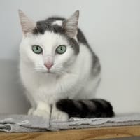 Kory CAB5431, chat à adopter