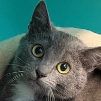 Siffli, chat à adopter