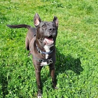 MAC QCN, chien à adopter