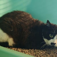 OREO, chatte à adopter