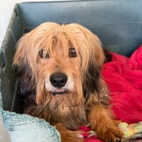 Ruda, chienne à adopter