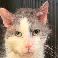 Rocky, chat à adopter