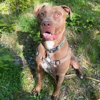 Roby PAA24171, chien à adopter
