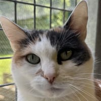 Laïka, chatte à adopter