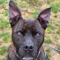 Athena, chienne à adopter