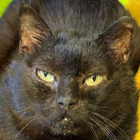 Noli, chat à adopter