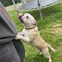 USKO, chien à adopter