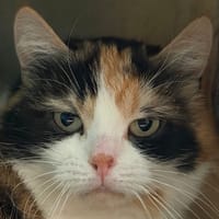 Mana, chatte à adopter