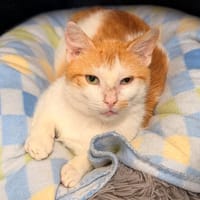 TIC, chat à adopter