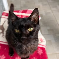 Venise, chatte à adopter