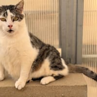 PALOMBAGGIA, chat à adopter