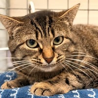 MOMICHAT, chatte à adopter