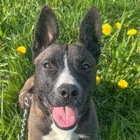 TOUNDRA, chienne à adopter