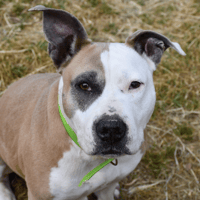 o layka, chienne à adopter