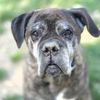 NITRO, chien à adopter