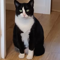 Octobre, chatte à adopter
