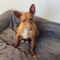 LICHI, mini podenca, chienne à adopter