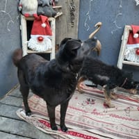 Goliat, pies do adopcji