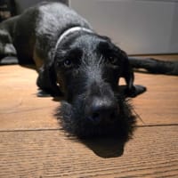 Temida, suczka do adopcji