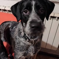 Freya, suczka do adopcji