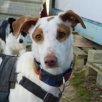 PINCEL, chien à adopter